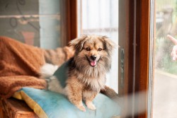 1621 vaccines for tails in 8 shelters.